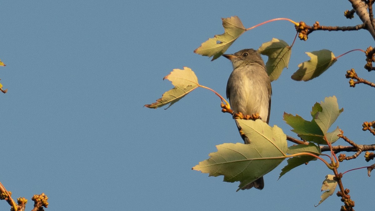 Eastern Wood-Pewee - ML641679031