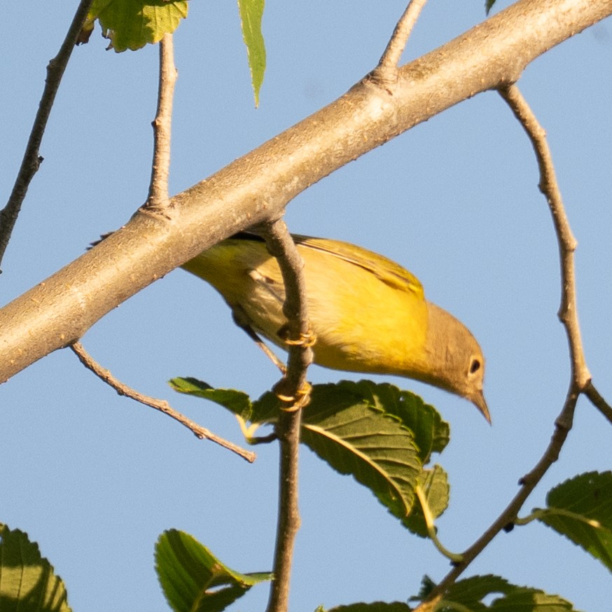 Nashville Warbler - ML641679062