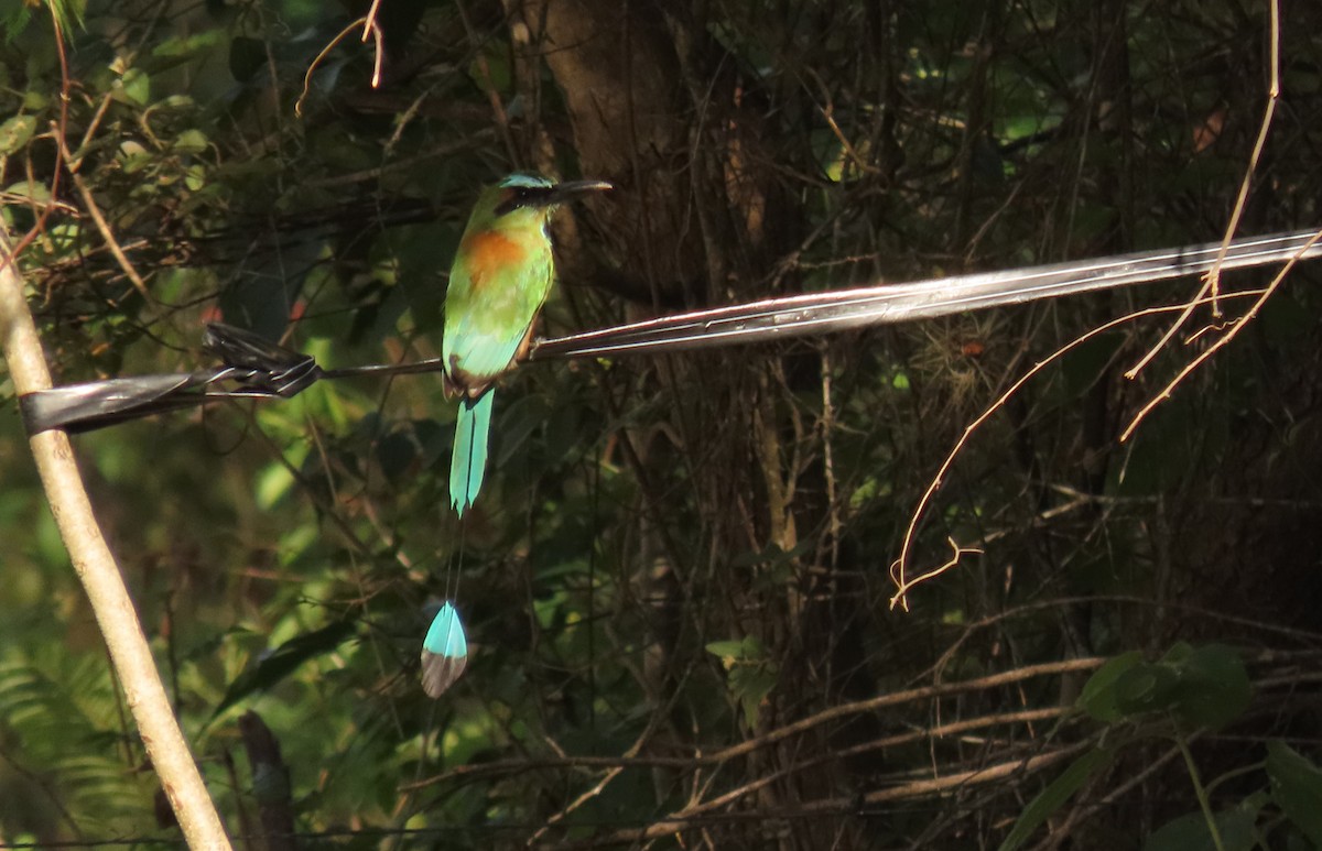 Turquoise-browed Motmot - ML641679098