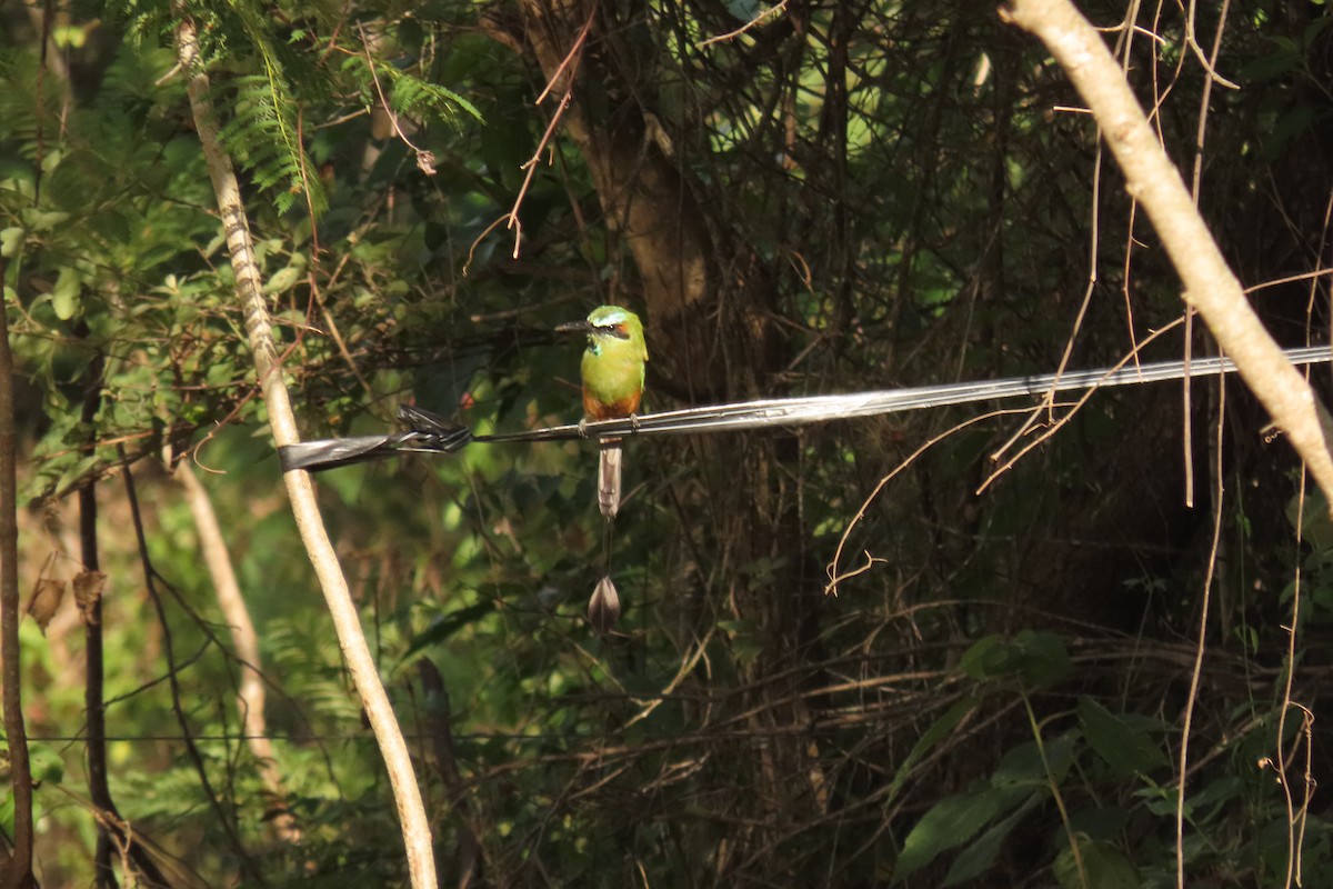 Turquoise-browed Motmot - ML641679099