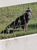 Common Black Hawk - ML641679106