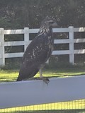 Common Black Hawk - ML641679114