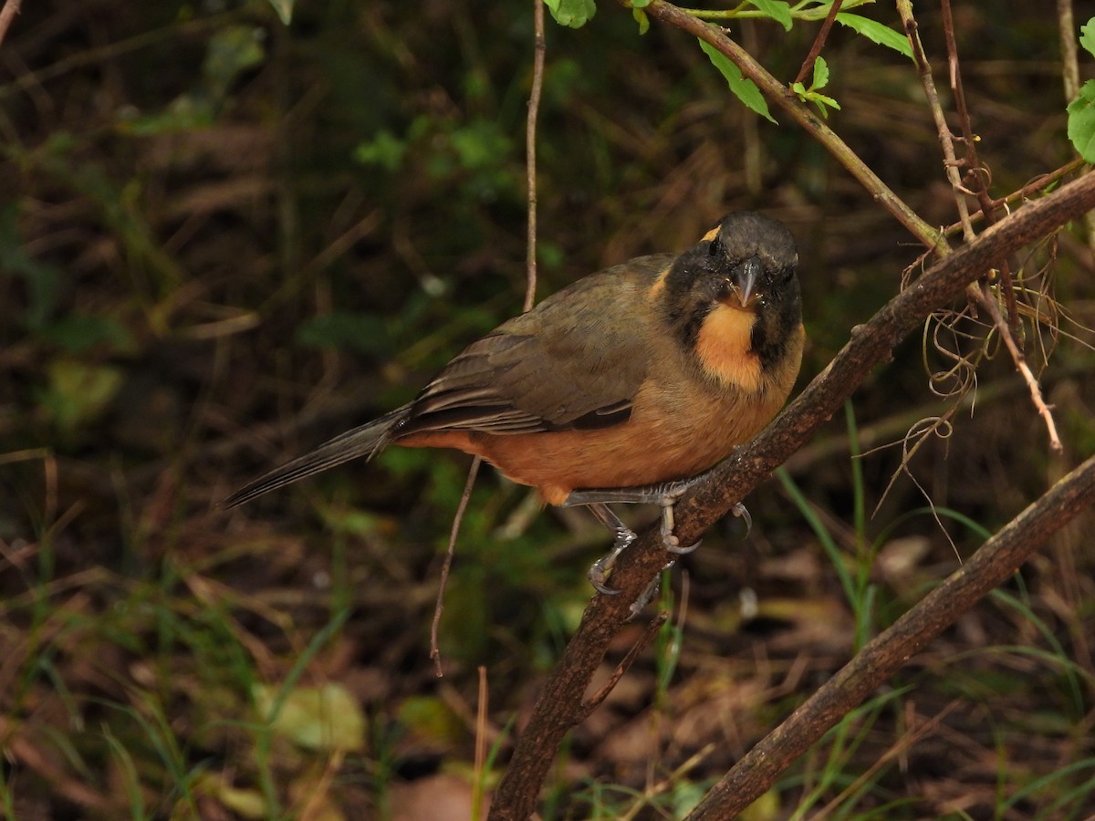Golden-billed Saltator - ML641679127