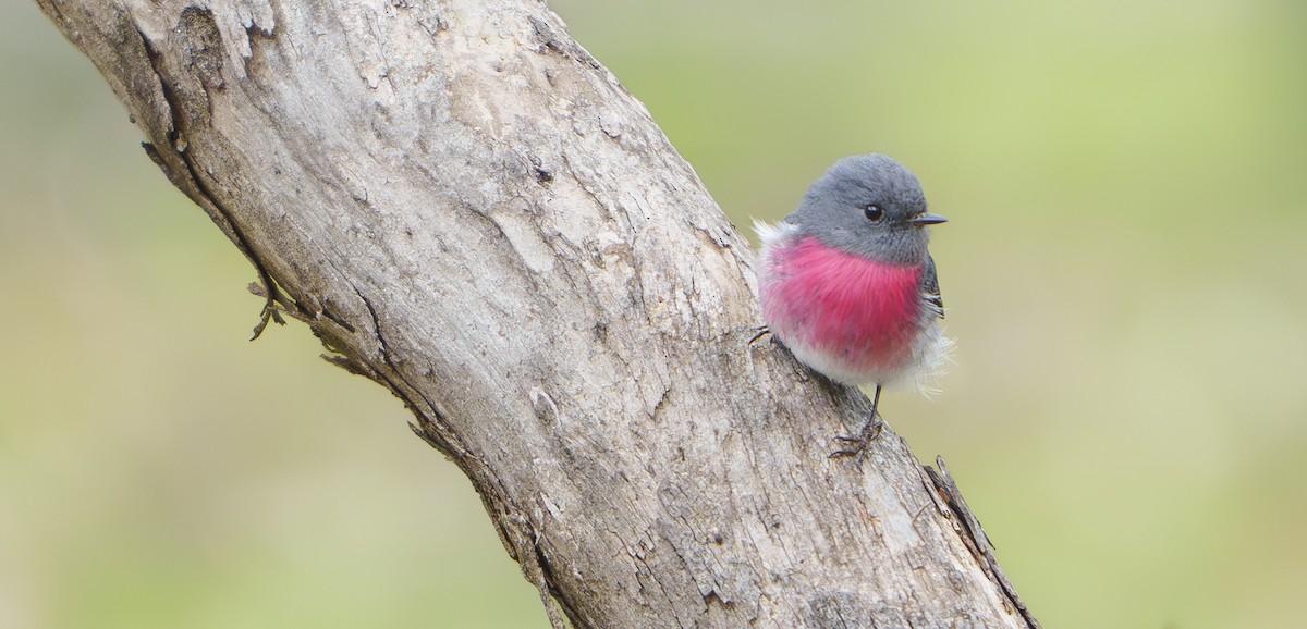 Rose Robin - ML641679181