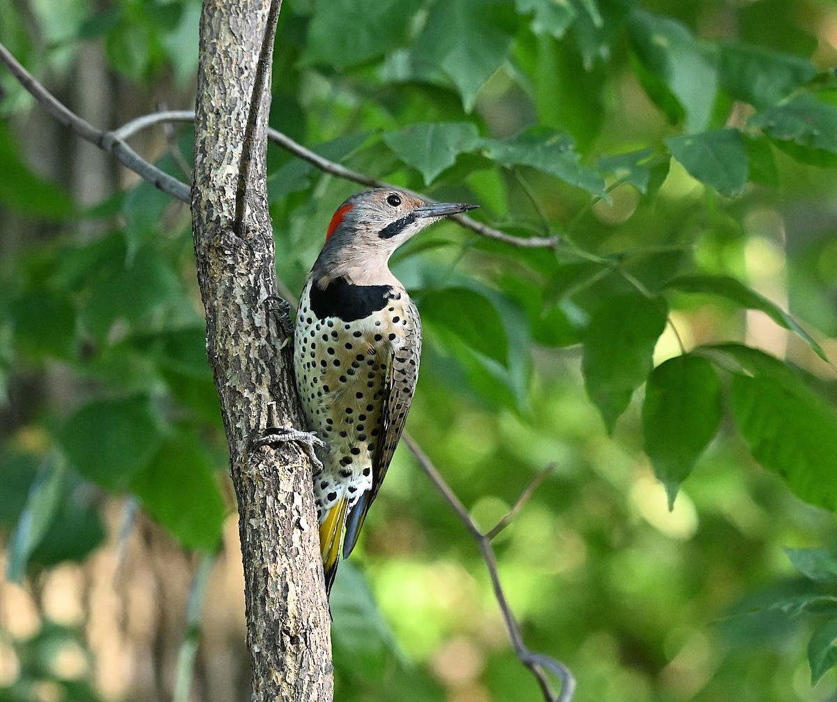 Pic flamboyant - ML641679200