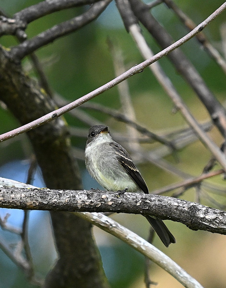 Pioui de l'Est - ML641679213