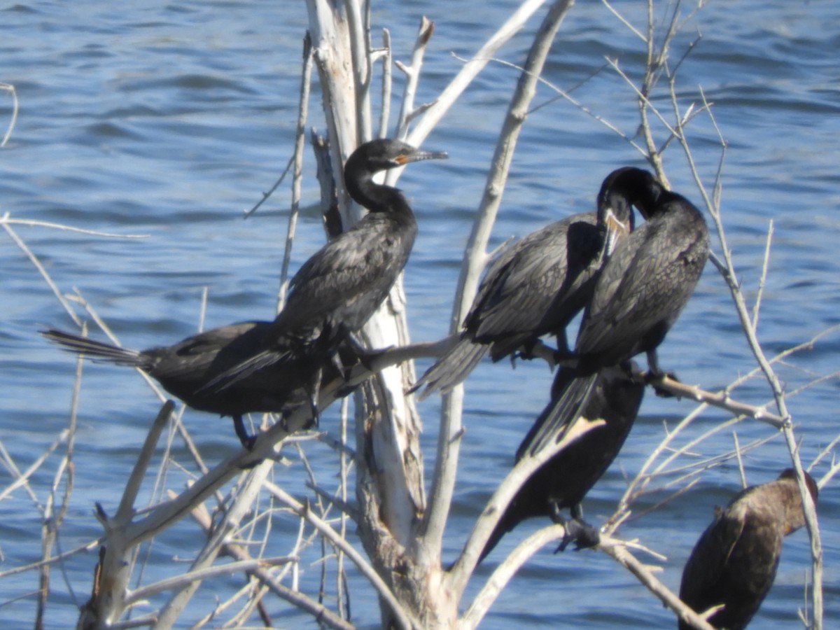 Neotropic Cormorant - ML641679233