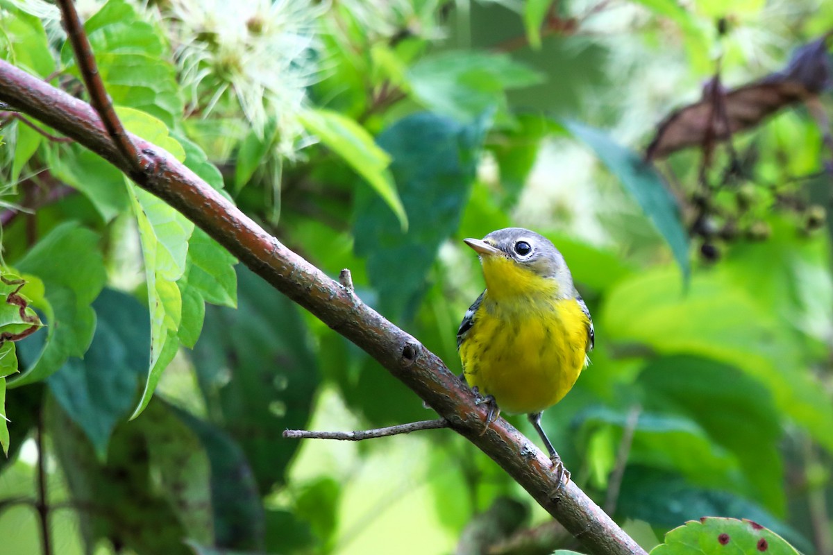 Magnolia Warbler - ML641679238