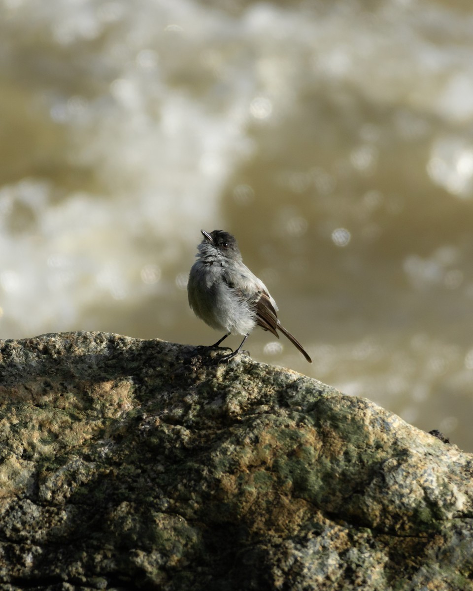 Torrent Tyrannulet - ML641679244