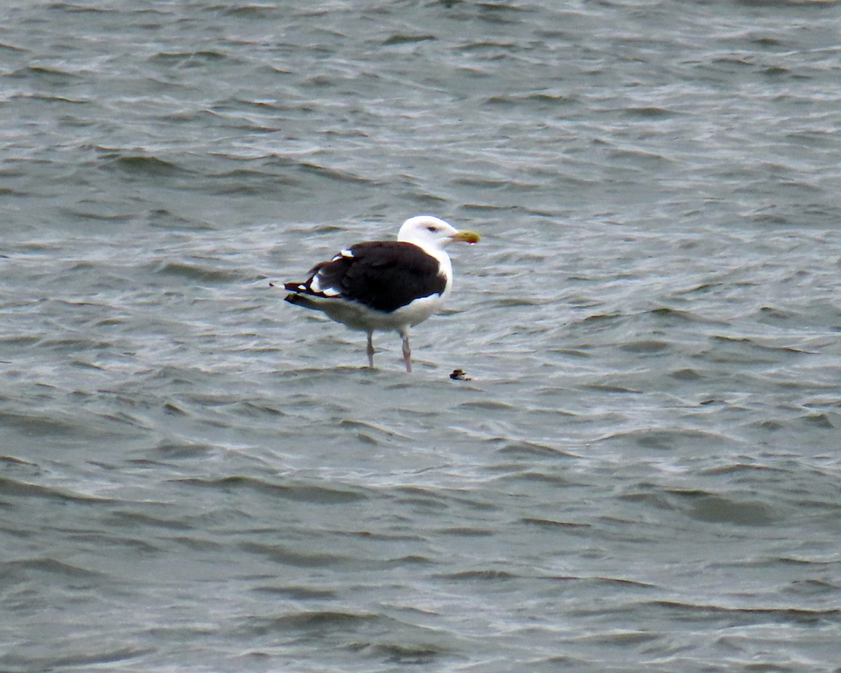 Great Black-backed Gull - ML641679258