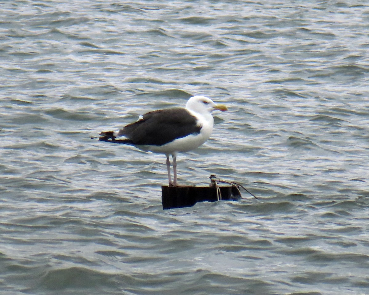 Great Black-backed Gull - ML641679259