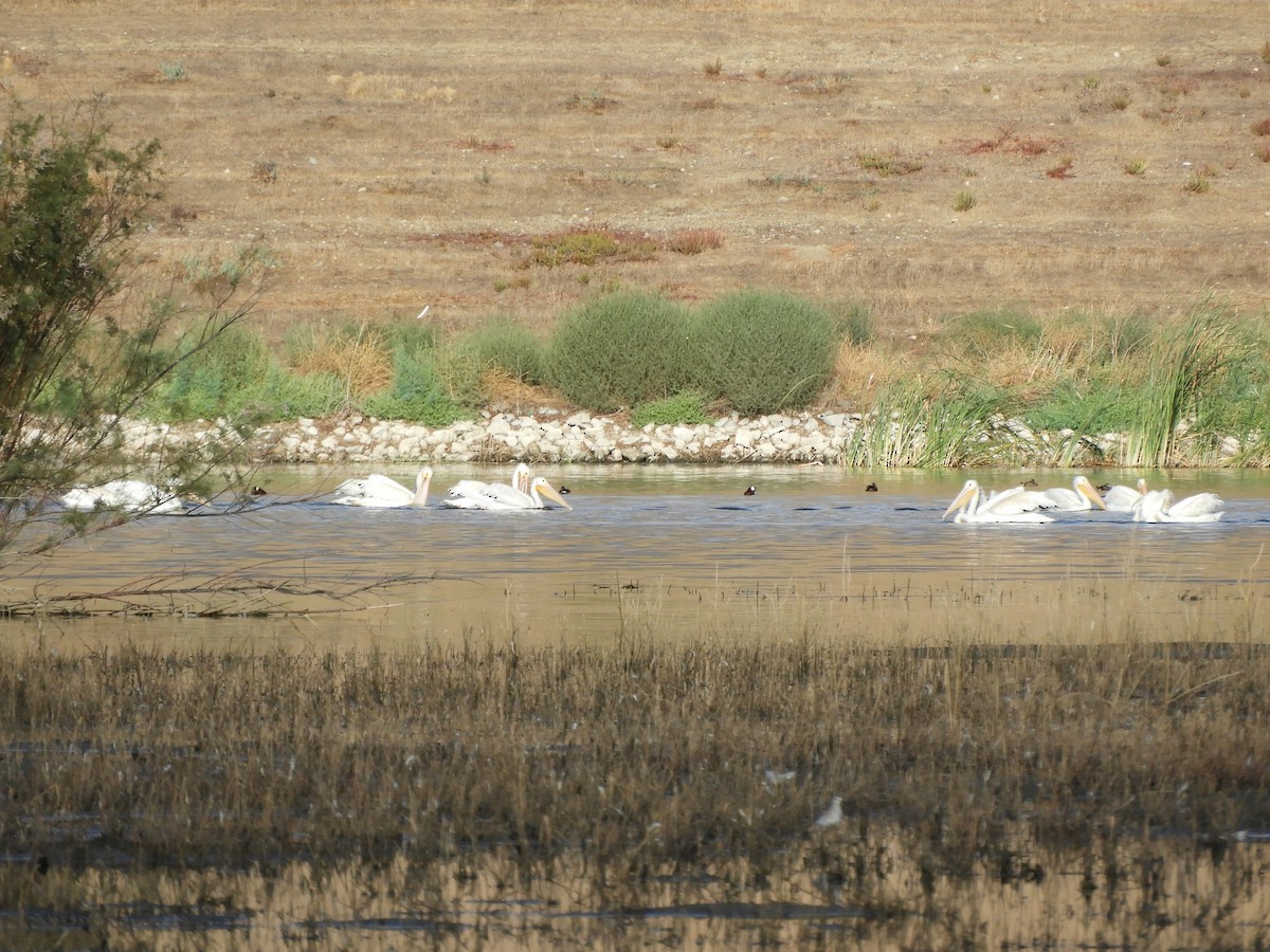 Pélican d'Amérique - ML641679263