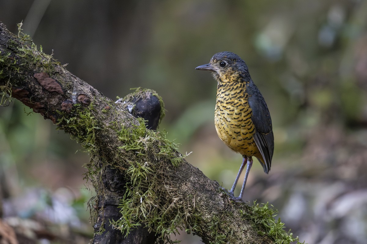 skjellmaurpitta - ML641679270