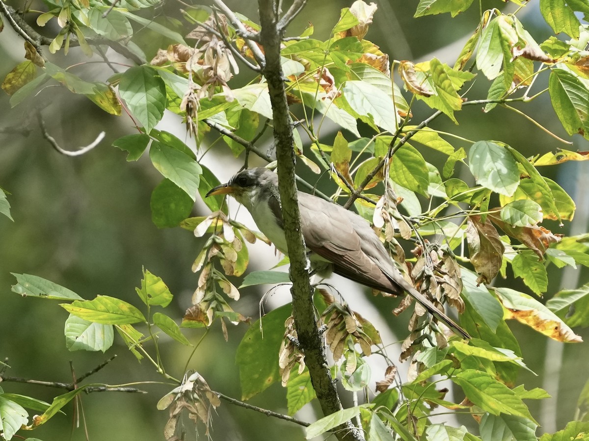 Yellow-billed Cuckoo - ML641679276