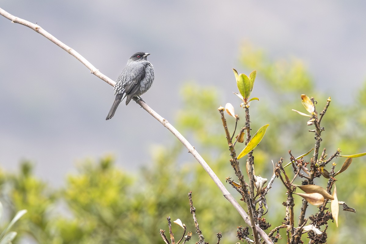 Red-crested Cotinga - ML641679281