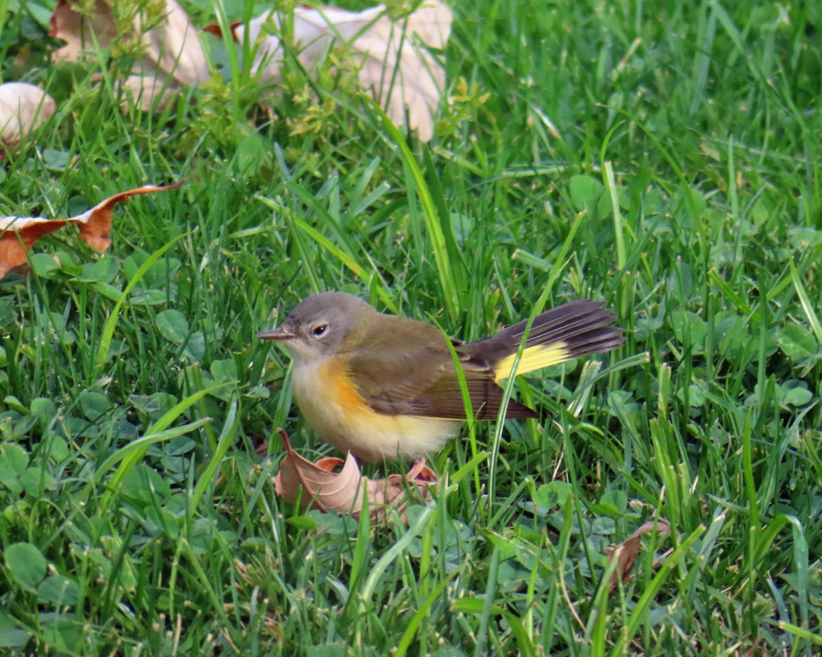 American Redstart - ML641679345
