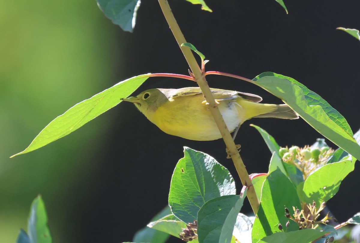 Nashville Warbler - ML641679351