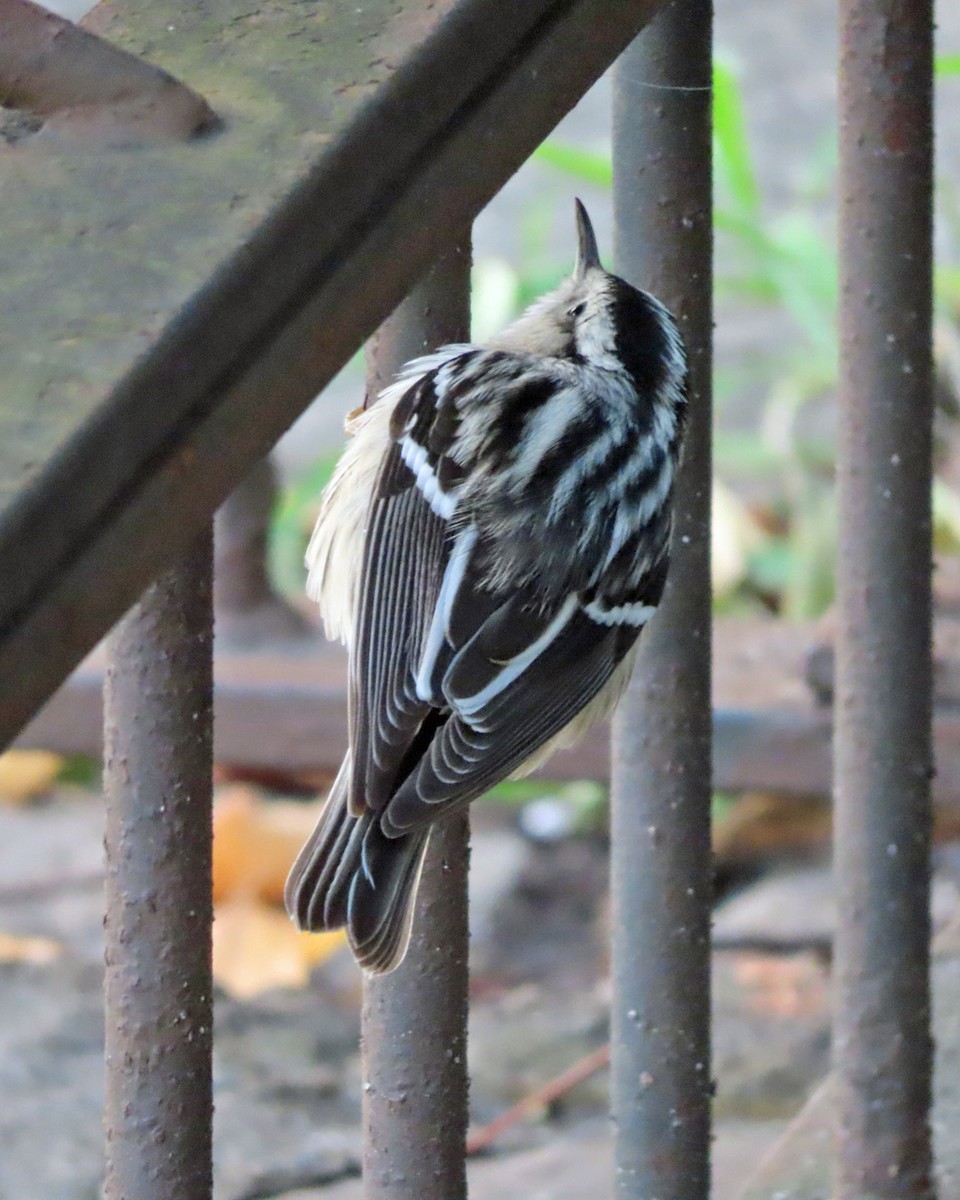 Black-and-white Warbler - ML641679364