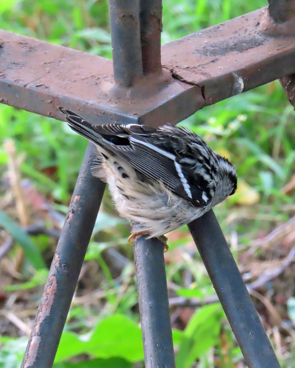 Black-and-white Warbler - ML641679365