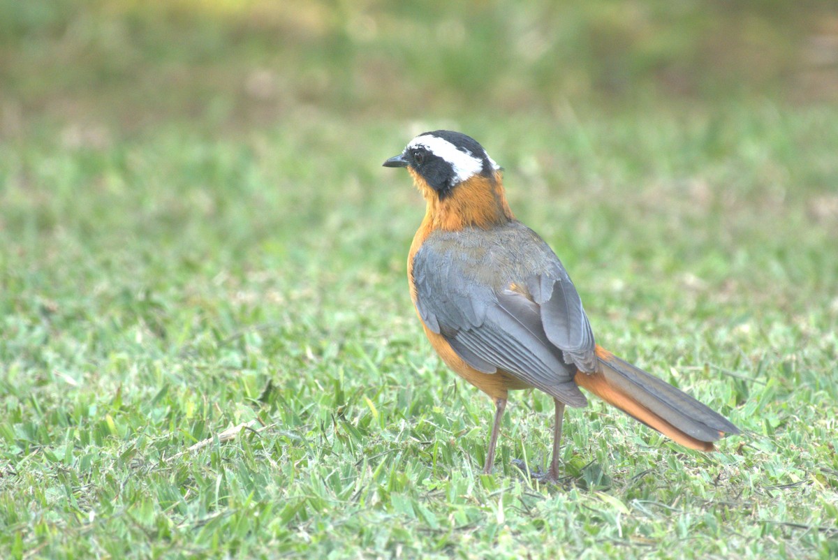 White-browed Robin-Chat - ML641679378