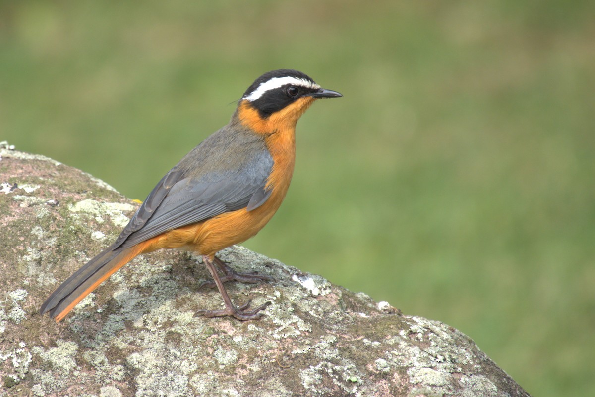 White-browed Robin-Chat - ML641679379