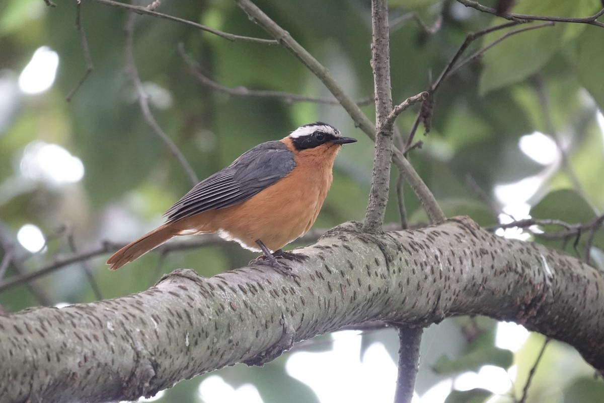 White-browed Robin-Chat - ML641679380