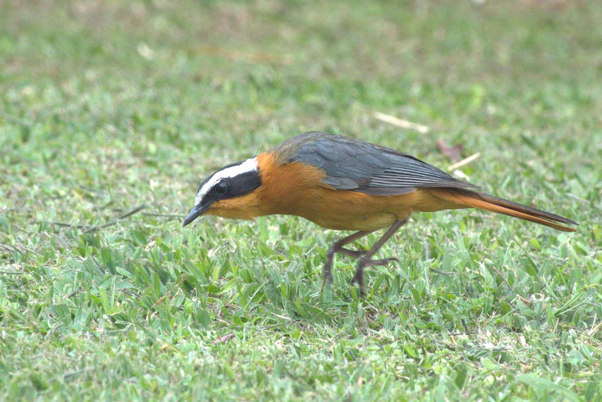 White-browed Robin-Chat - ML641679381