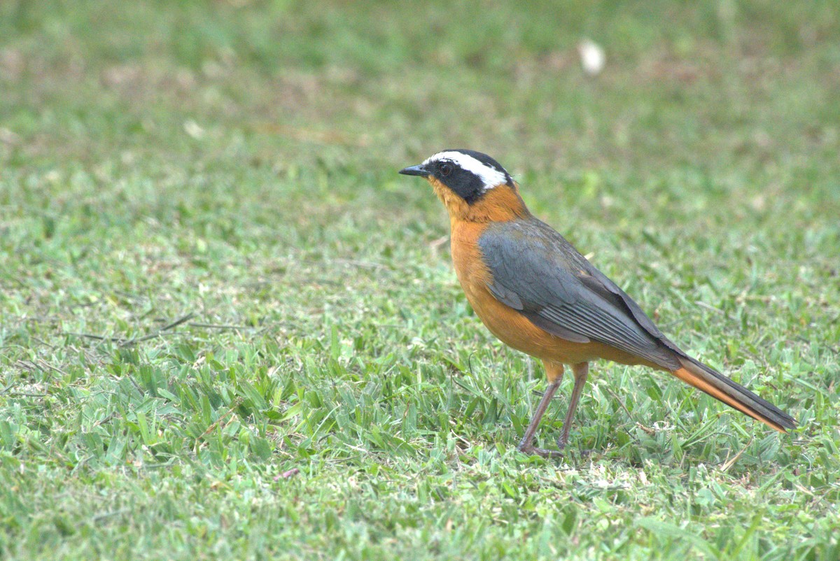 White-browed Robin-Chat - ML641679382