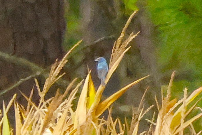 Blue Grosbeak - ML641679390
