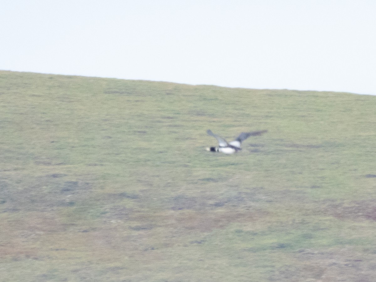 Yellow-billed Loon - ML641679416