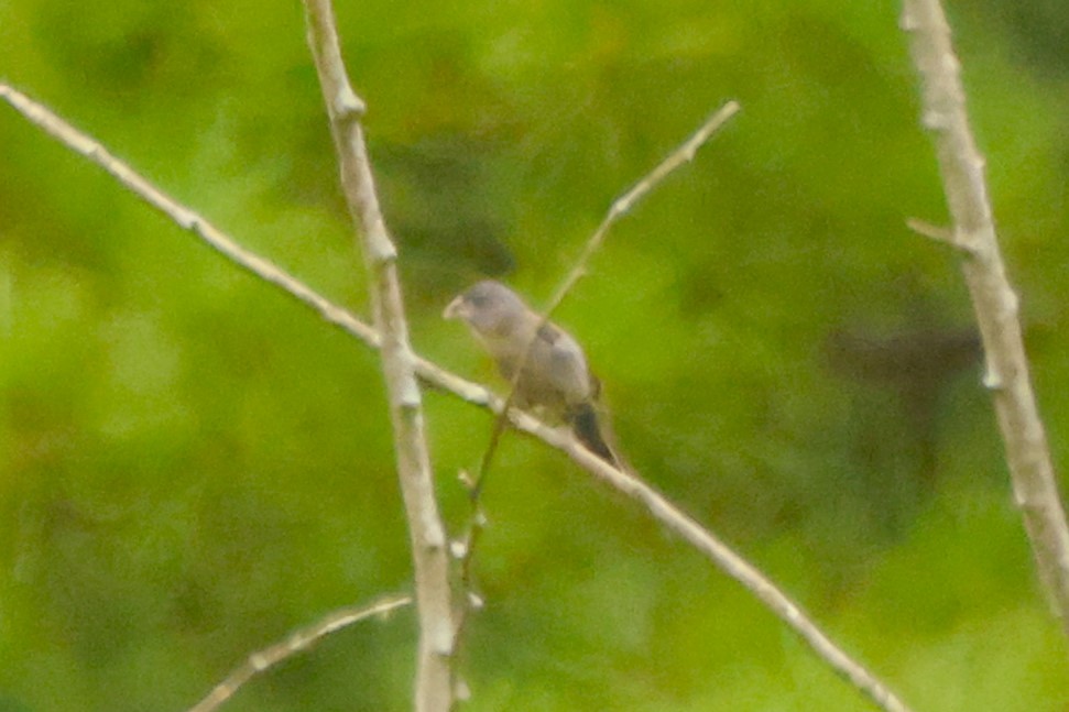 Song Sparrow - ML641679462