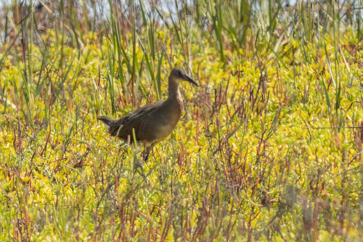 Ridgway's Rail - ML641679483