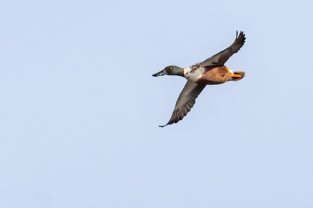 Northern Shoveler - ML641679537