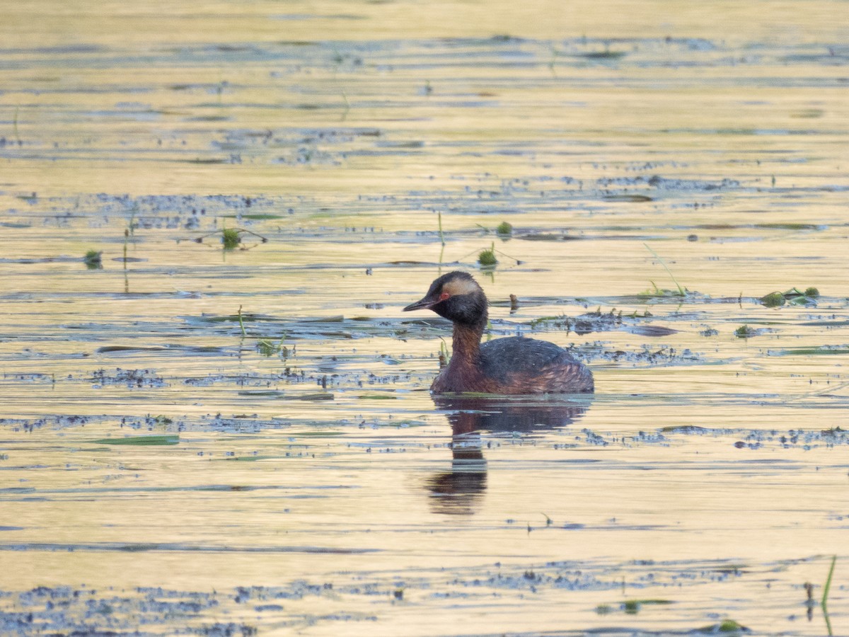 Horned Grebe - ML641679538