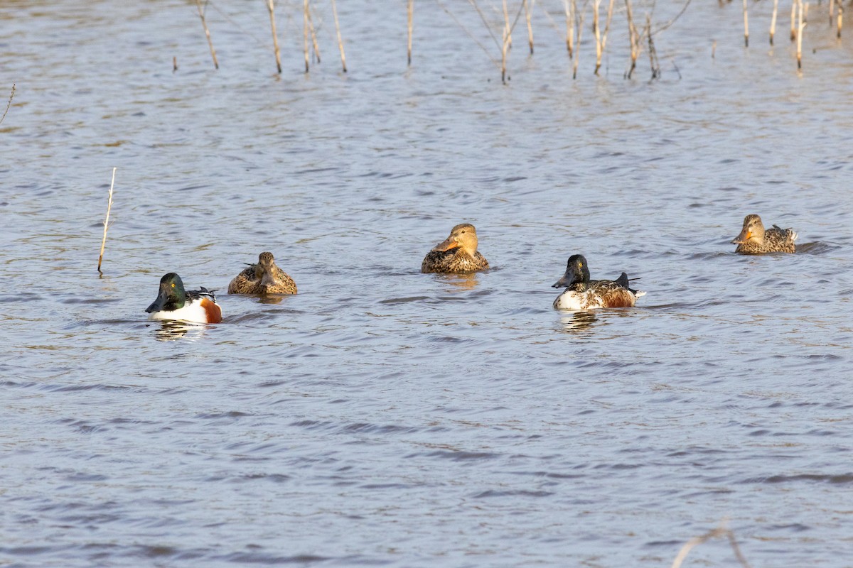 Northern Shoveler - ML641679540