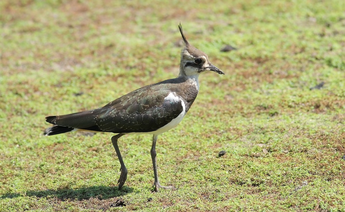 Northern Lapwing - ML64167961