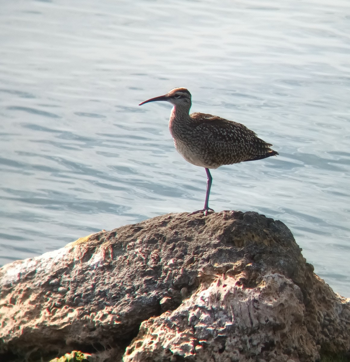 koliha hudsonská - ML641679627