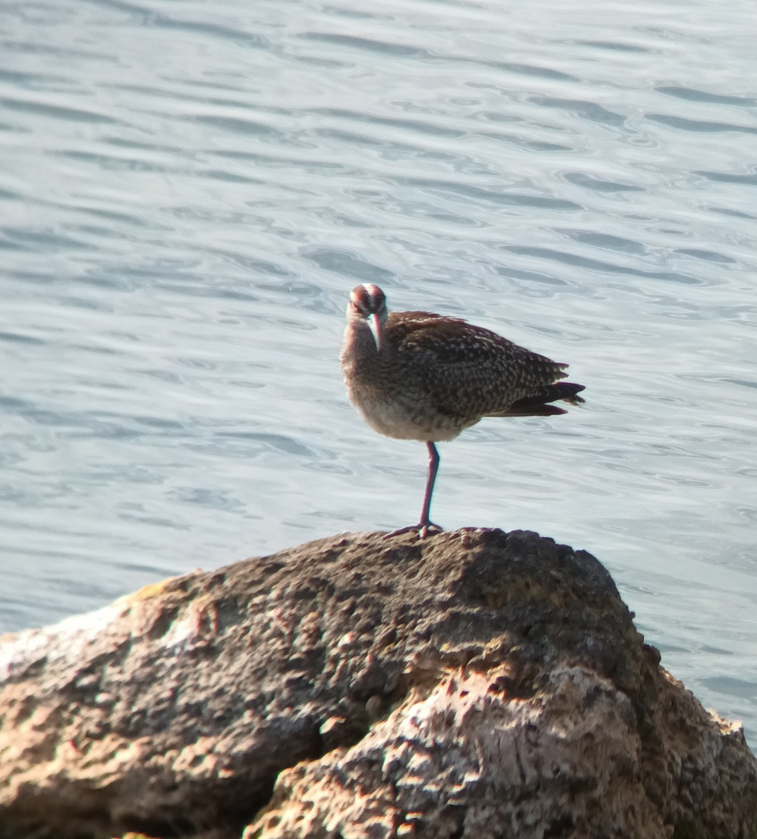 koliha hudsonská - ML641679635