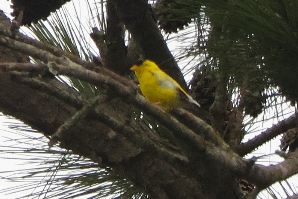 American Goldfinch - ML641679689