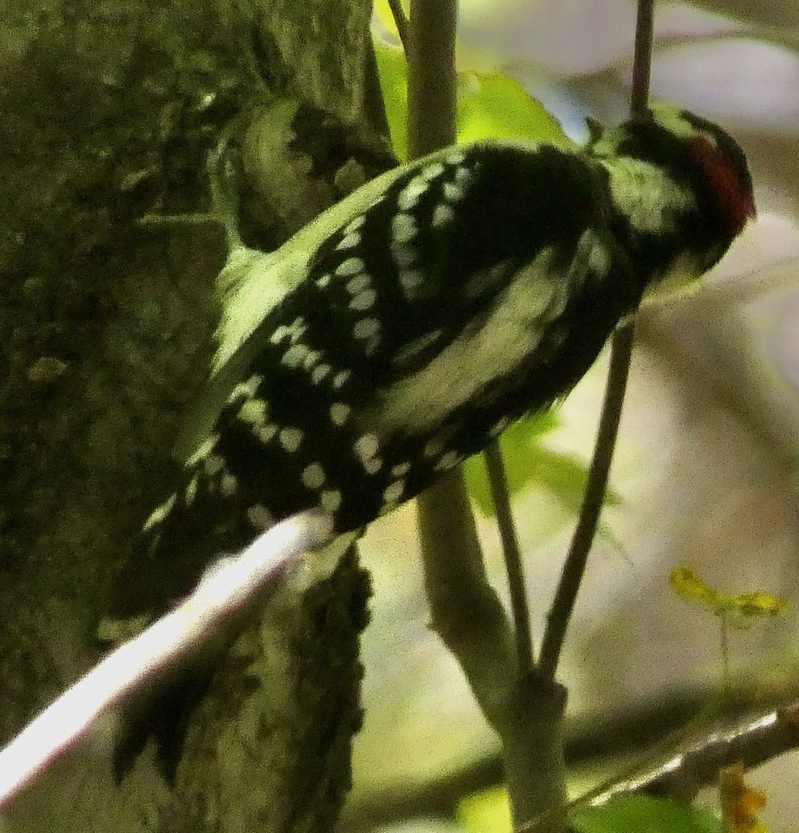 Downy Woodpecker - ML641679698