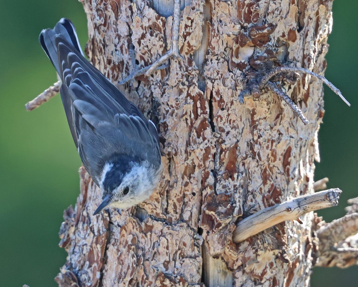 White-breasted Nuthatch (Interior West) - ML641679704