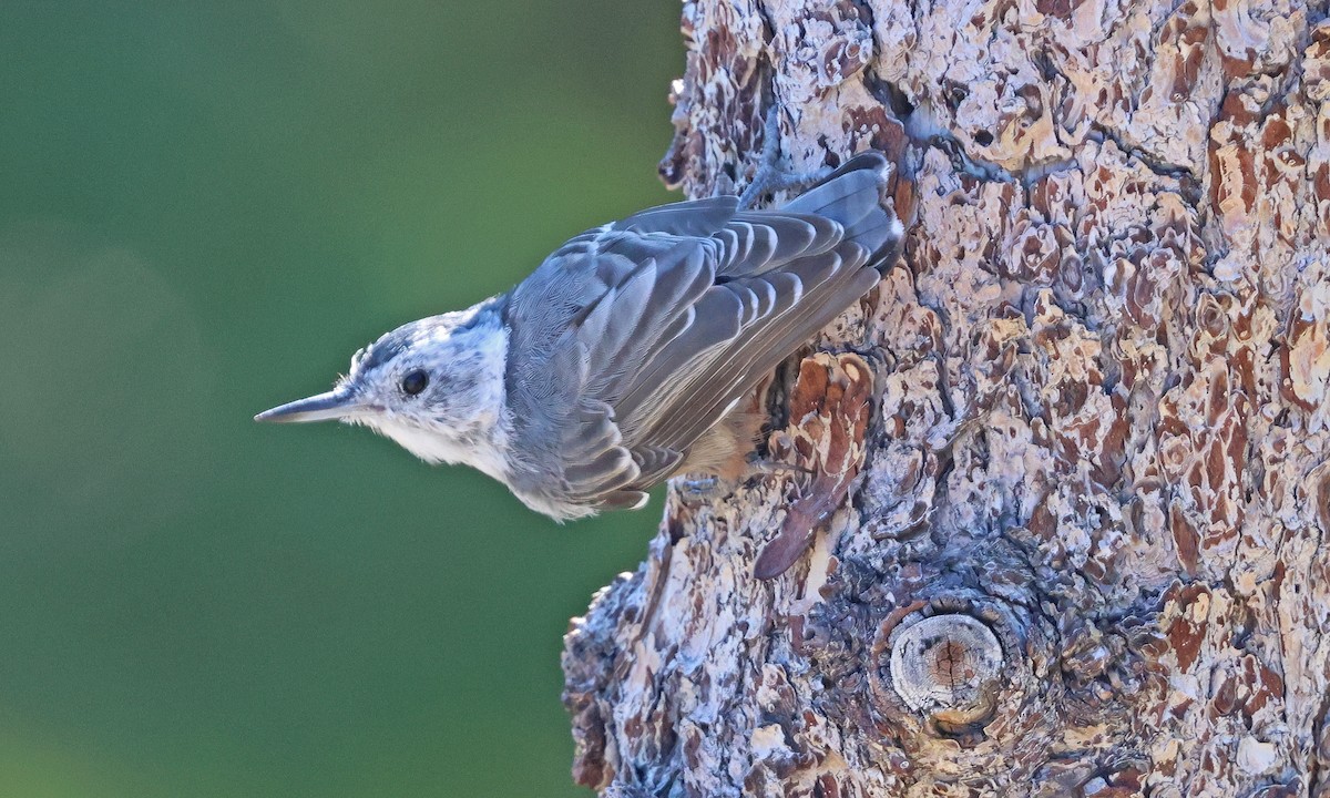 White-breasted Nuthatch (Interior West) - ML641679705