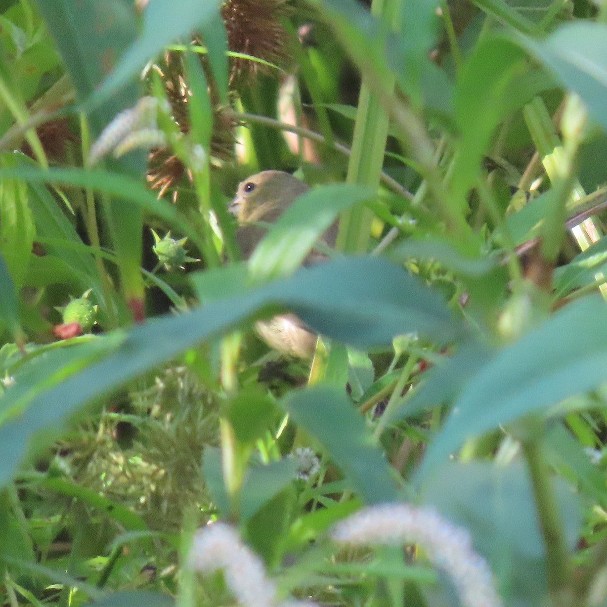 Painted Bunting - ML641679707
