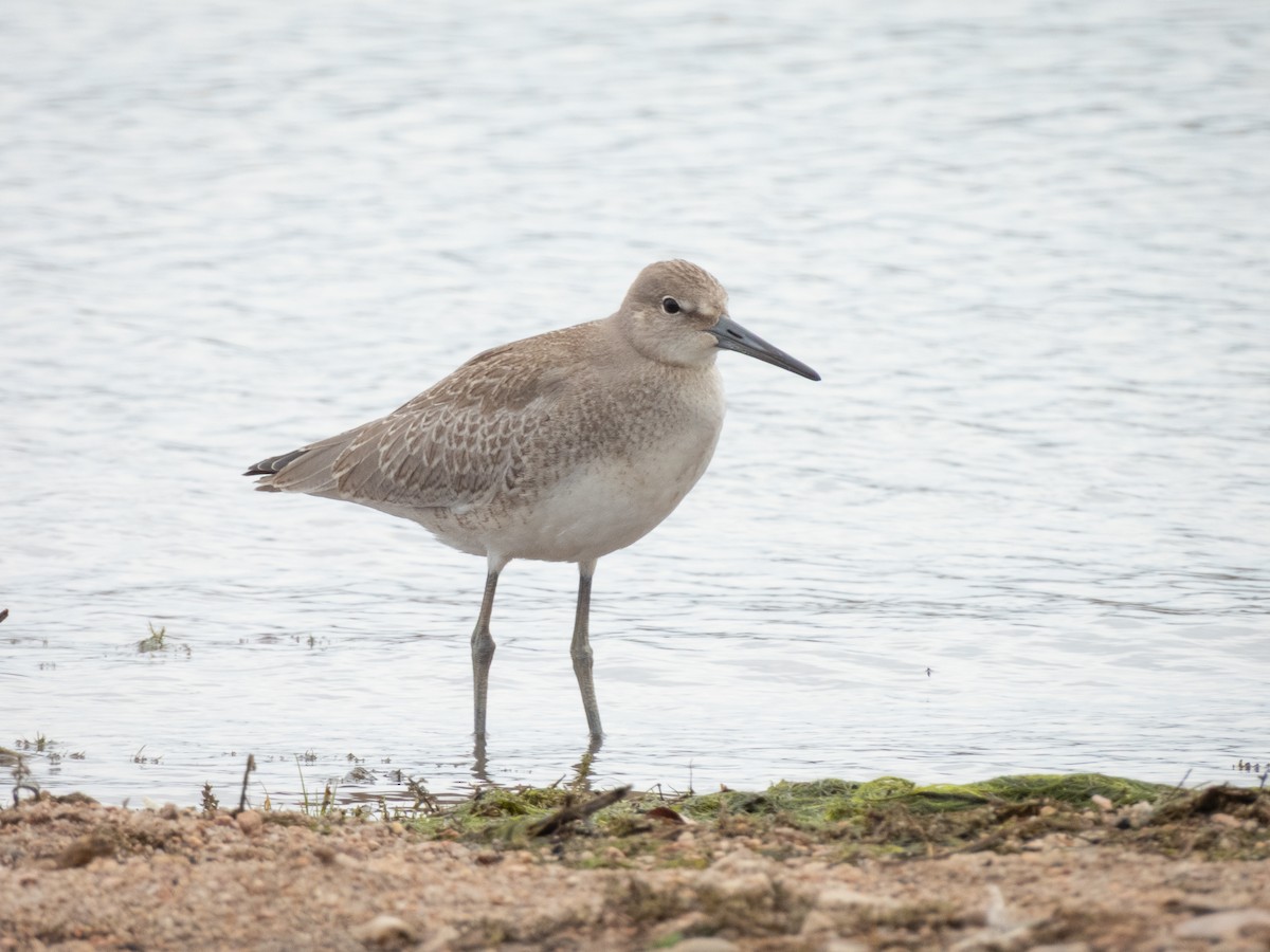 Willet - ML641679709