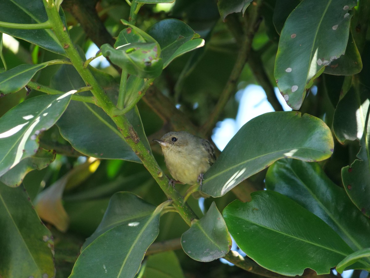 Rusty Flowerpiercer - ML641679720