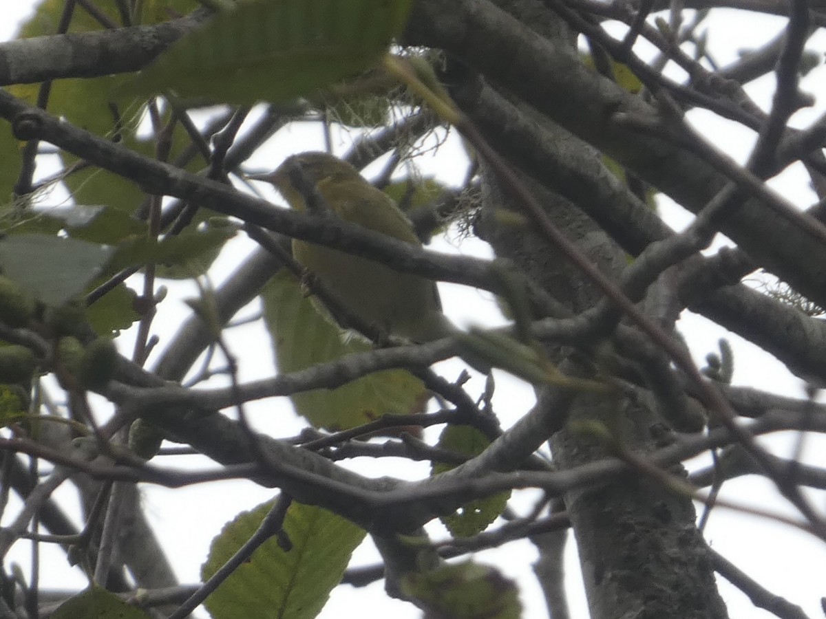 Tennessee Warbler - ML641679746