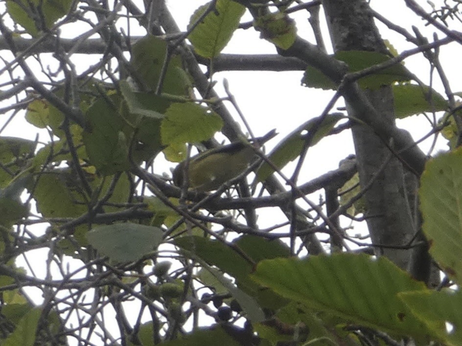 Tennessee Warbler - ML641679749