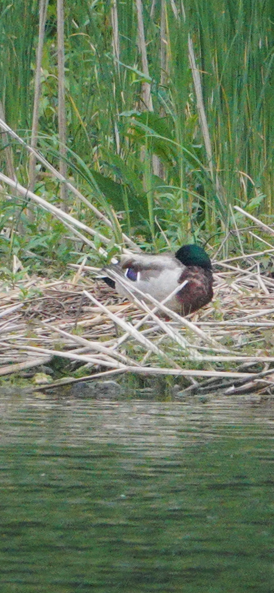 Mallard - ML641679750