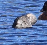 Hoary-headed Grebe - ML641679823
