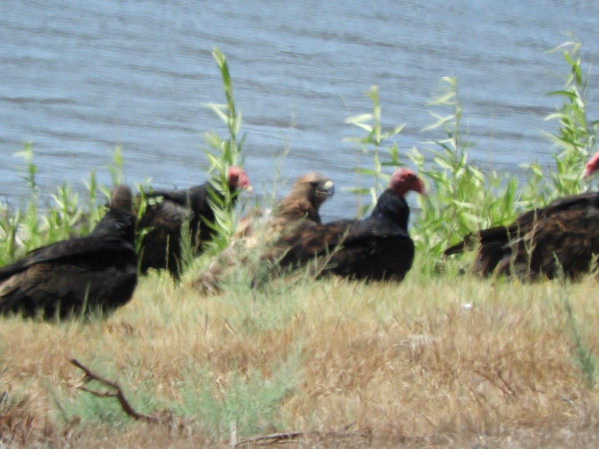 Turkey Vulture - ML641679829